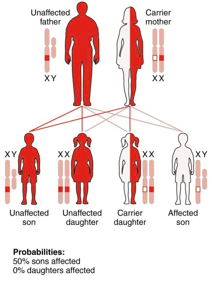 X-linked-recessive-inheritance-hemophilia-genes